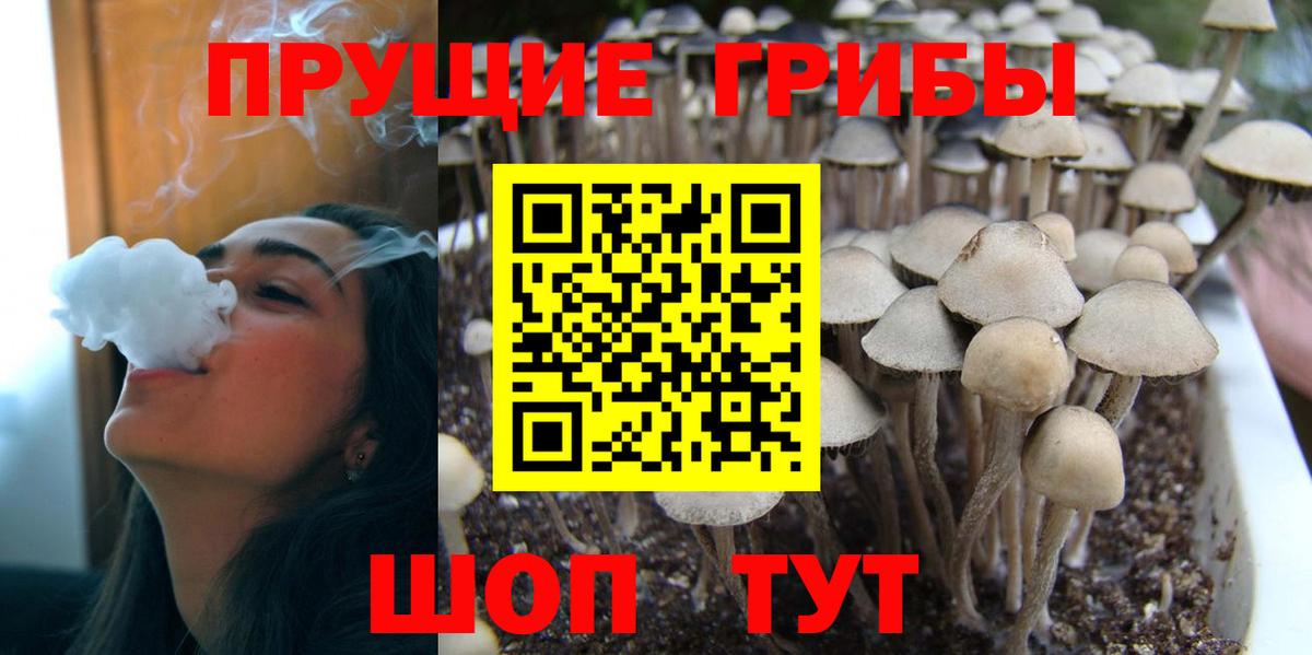 Красный Сулин  Галлюциногенные грибы Cubensis  Вход с VPN 